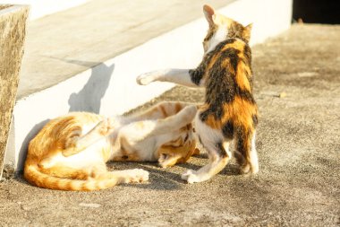 Birbirleriyle oynayan kedi yavruları hareketlerde hız ve çeviklik geliştirmeye yardımcı olur.