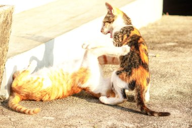 Birbirleriyle oynayan kedi yavruları hareketlerde hız ve çeviklik geliştirmeye yardımcı olur.