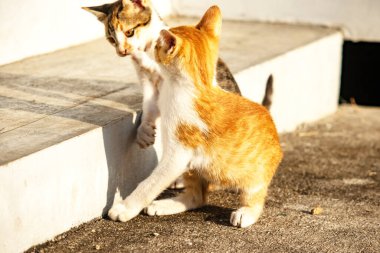 Birbirleriyle oynayan kedi yavruları hareketlerde hız ve çeviklik geliştirmeye yardımcı olur.