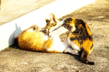 Birbirleriyle oynayan kedi yavruları hareketlerde hız ve çeviklik geliştirmeye yardımcı olur.