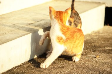Birbirleriyle oynayan kedi yavruları hareketlerde hız ve çeviklik geliştirmeye yardımcı olur.
