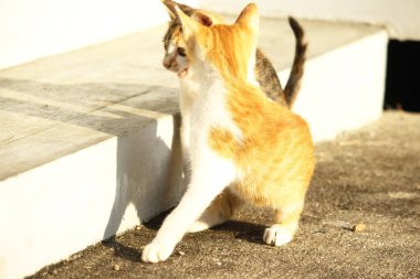 Birbirleriyle oynayan kedi yavruları hareketlerde hız ve çeviklik geliştirmeye yardımcı olur.