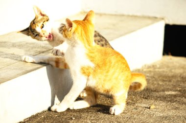 Birbirleriyle oynayan kedi yavruları hareketlerde hız ve çeviklik geliştirmeye yardımcı olur.