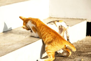 Birbirleriyle oynayan kedi yavruları hareketlerde hız ve çeviklik geliştirmeye yardımcı olur.