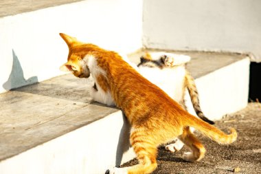 Birbirleriyle oynayan kedi yavruları hareketlerde hız ve çeviklik geliştirmeye yardımcı olur.