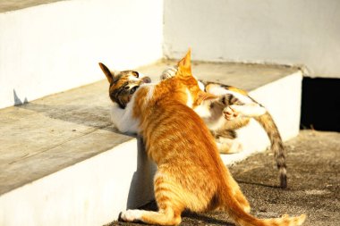 Birbirleriyle oynayan kedi yavruları hareketlerde hız ve çeviklik geliştirmeye yardımcı olur.