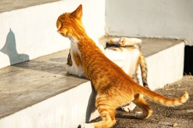 Birbirleriyle oynayan kedi yavruları hareketlerde hız ve çeviklik geliştirmeye yardımcı olur.