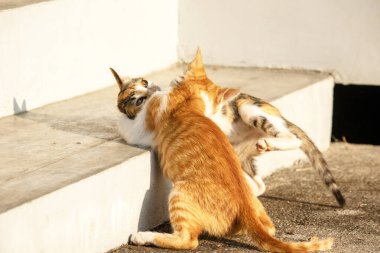 Birbirleriyle oynayan kedi yavruları hareketlerde hız ve çeviklik geliştirmeye yardımcı olur.