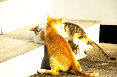 Birbirleriyle oynayan kedi yavruları hareketlerde hız ve çeviklik geliştirmeye yardımcı olur.