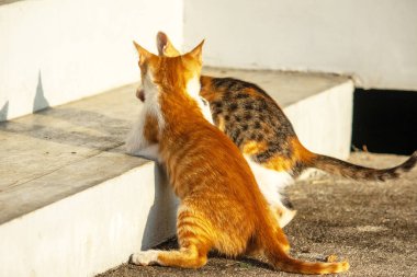 Birbirleriyle oynayan kedi yavruları hareketlerde hız ve çeviklik geliştirmeye yardımcı olur.