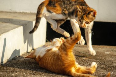 Birbirleriyle oynayan kedi yavruları hareketlerde hız ve çeviklik geliştirmeye yardımcı olur.