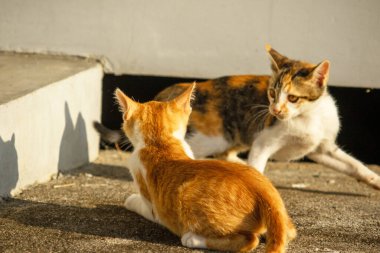 Birbirleriyle oynayan kedi yavruları hareketlerde hız ve çeviklik geliştirmeye yardımcı olur.