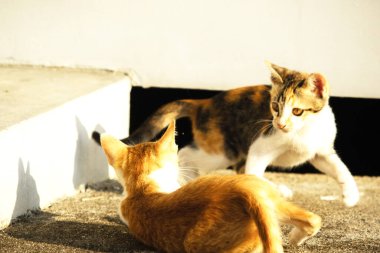 Birbirleriyle oynayan kedi yavruları hareketlerde hız ve çeviklik geliştirmeye yardımcı olur.