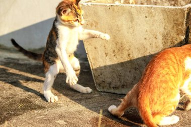 Birbirleriyle oynayan kedi yavruları hareketlerde hız ve çeviklik geliştirmeye yardımcı olur.