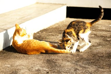 Birbirleriyle oynayan kedi yavruları hareketlerde hız ve çeviklik geliştirmeye yardımcı olur.
