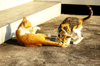 Birbirleriyle oynayan kedi yavruları hareketlerde hız ve çeviklik geliştirmeye yardımcı olur.