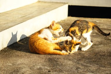Birbirleriyle oynayan kedi yavruları hareketlerde hız ve çeviklik geliştirmeye yardımcı olur.