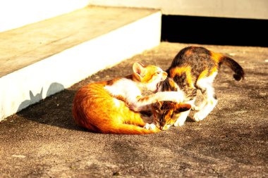 Birbirleriyle oynayan kedi yavruları hareketlerde hız ve çeviklik geliştirmeye yardımcı olur.