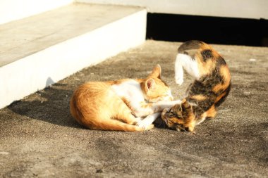 Birbirleriyle oynayan kedi yavruları hareketlerde hız ve çeviklik geliştirmeye yardımcı olur.