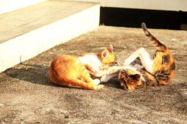 Birbirleriyle oynayan kedi yavruları hareketlerde hız ve çeviklik geliştirmeye yardımcı olur.
