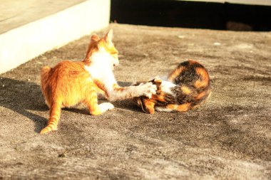Birbirleriyle oynayan kedi yavruları hareketlerde hız ve çeviklik geliştirmeye yardımcı olur.
