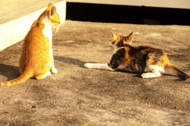 Birbirleriyle oynayan kedi yavruları hareketlerde hız ve çeviklik geliştirmeye yardımcı olur.