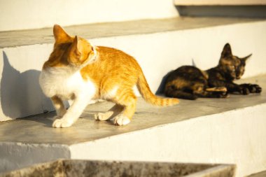 Turuncu bir kedi yavrusunun keşfetmesi turuncu kedilerin tipik tuhaf kişiliğini yansıtır..