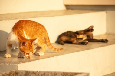 Turuncu bir kedi yavrusunun keşfetmesi turuncu kedilerin tipik tuhaf kişiliğini yansıtır..