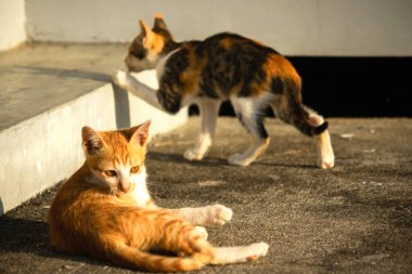 Turuncu kedi yerde huzur içinde yatarken güven ve rahatlamayı yansıtıyor..