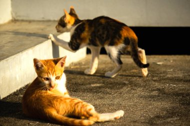 Turuncu kedi yerde huzur içinde yatarken güven ve rahatlamayı yansıtıyor..