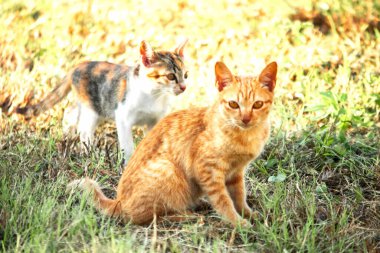 Çimenlikteki turuncu kediler kendilerini kamufle etmek ve avlarını gözlemlemek için otların yüksekliğini kullanırlar..
