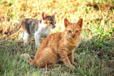 Turuncu bir kedi oturuyor ve sakince bakıyor..