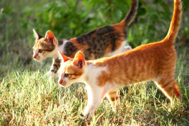 Turuncu bir kedi yavrusunun keşfetmesi turuncu kedilerin tipik tuhaf kişiliğini yansıtır..