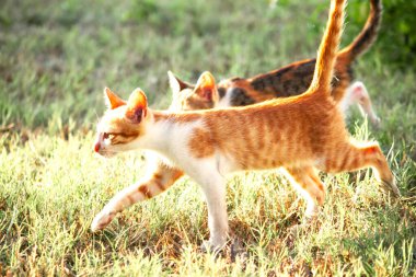Turuncu bir kedi yavrusunun keşfetmesi turuncu kedilerin tipik tuhaf kişiliğini yansıtır..