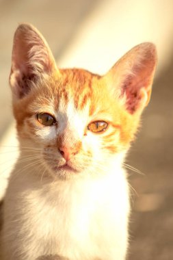 Turuncu bir kedi oturuyor ve sakince bakıyor..