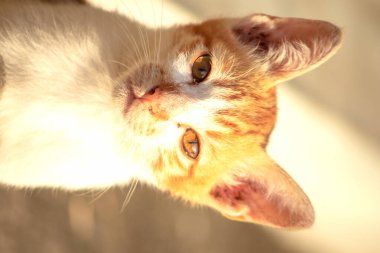 Turuncu bir kedi oturuyor ve sakince bakıyor..