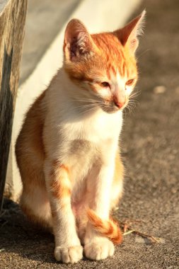 Turuncu bir kedi oturuyor ve sakince bakıyor..