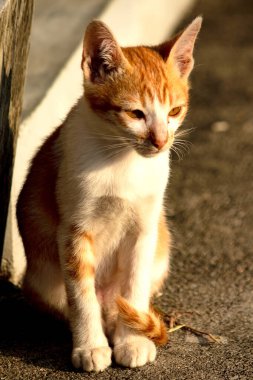 Turuncu bir kedi oturuyor ve sakince bakıyor..