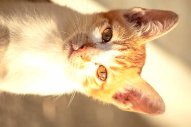 Turuncu bir kedi oturuyor ve sakince bakıyor..