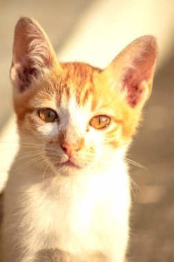 Turuncu bir kedi oturuyor ve sakince bakıyor..