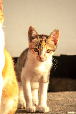 Bir yavru kedi dikkatle bir şeye bakıyor.