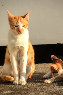 Turuncu bir kedi oturuyor ve sakince bakıyor..