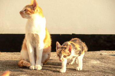 Turuncu bir kedi oturuyor ve sakince bakıyor..