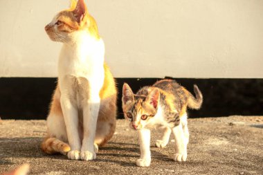 Turuncu bir kedi oturuyor ve sakince bakıyor..