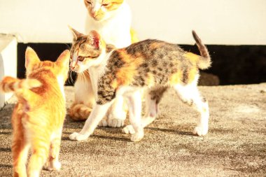 Birbirleriyle oynayan kedi yavruları hareketlerde hız ve çeviklik geliştirmeye yardımcı olur.