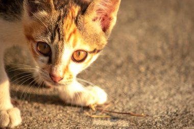 Bir yavru kedi dikkatle bir şeye bakıyor.