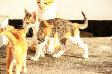 Birbirleriyle oynayan kedi yavruları hareketlerde hız ve çeviklik geliştirmeye yardımcı olur.