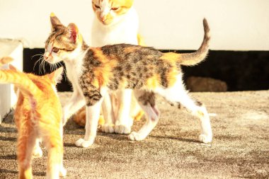 Birbirleriyle oynayan kedi yavruları hareketlerde hız ve çeviklik geliştirmeye yardımcı olur.