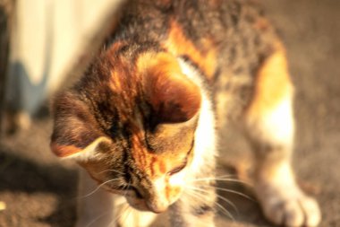 Bir yavru kedi dikkatle bir şeye bakıyor.