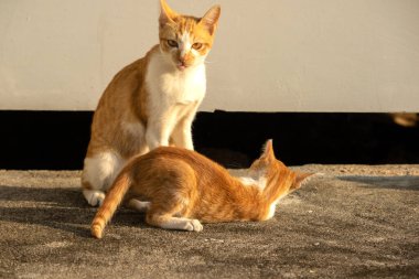 Birbirleriyle oynayan kedi yavruları hareketlerde hız ve çeviklik geliştirmeye yardımcı olur.